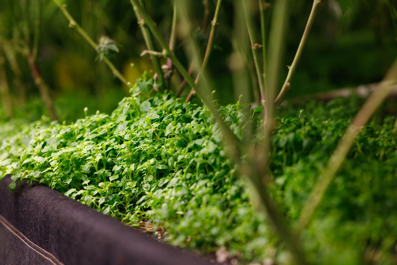 Best-Soil-for-Cannabis